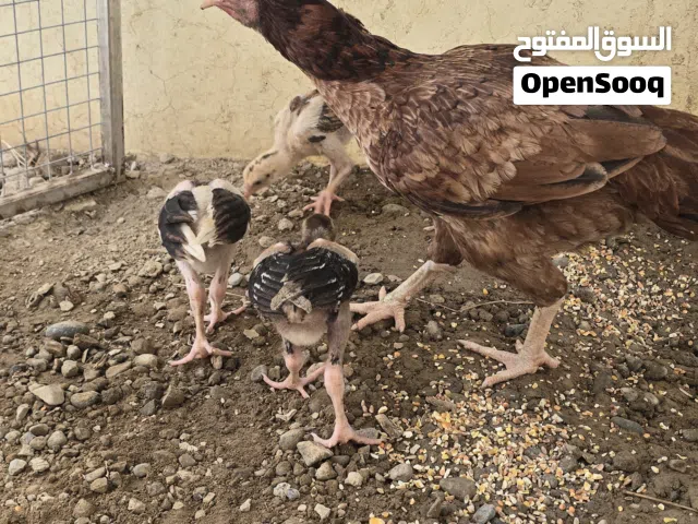 دجاجه باكستانيه أصل بدون لفروخ العدد 1