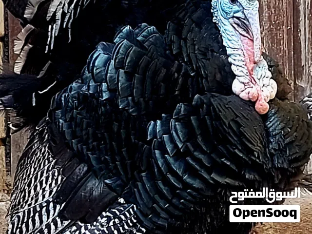 للبيع كتاكيت رومي بلدي عمر من يوم الي 45 يوم