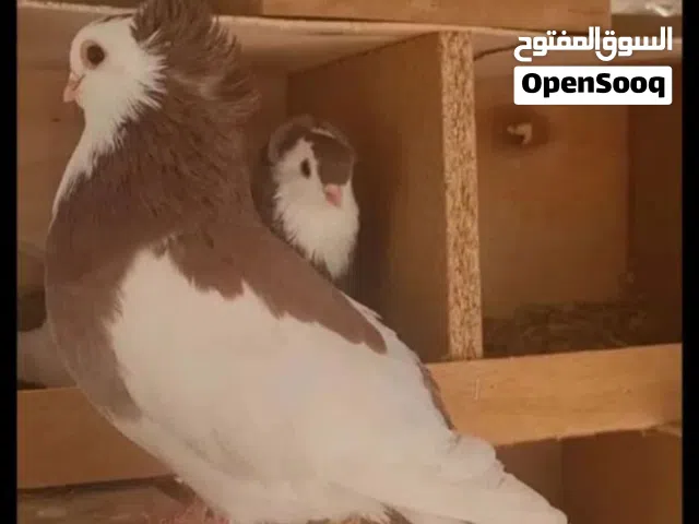 مطلوب وليسا للبيع