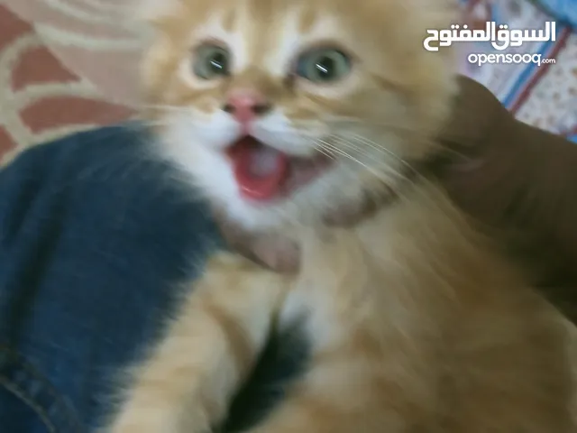 Persian cat
