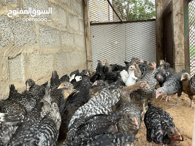 كتاكيت عربي فولي