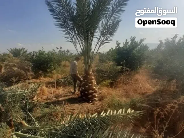 متوفر من مزارع الكرامة افضل انواع النخل المثمر والزينة