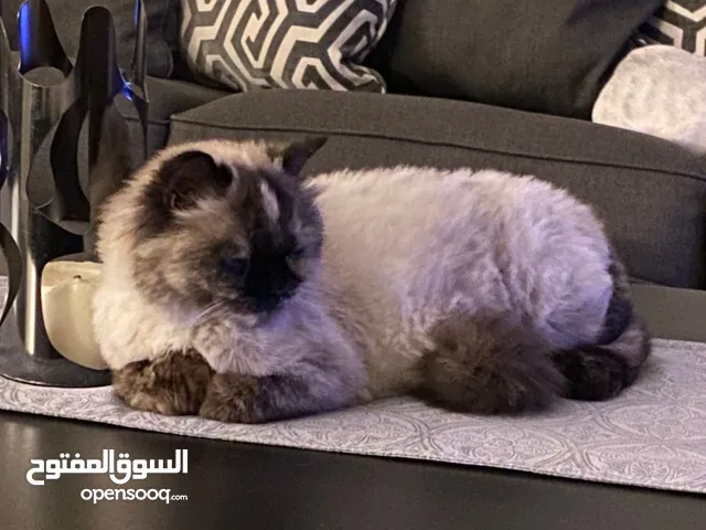 قطه سيامي هملايا للتبني