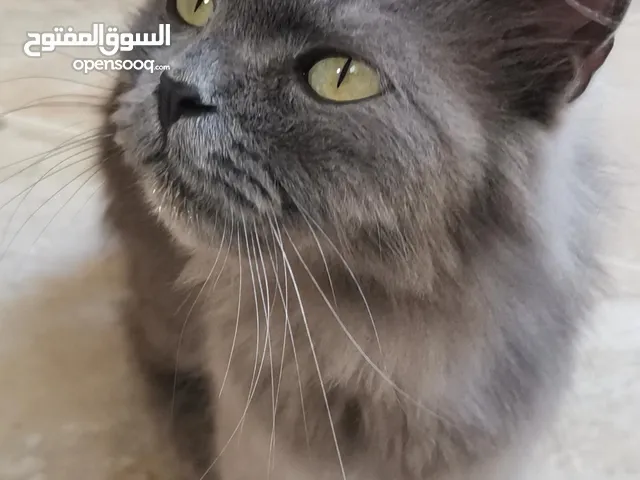 بسه شيرازي رمادي هجين شعره طويل وصحي و أليف ومطعّم