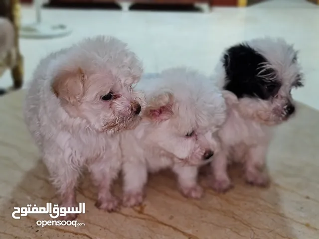كلب مالتيز