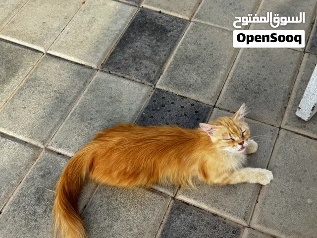 قطه شيرازيه هي واولادها ثلاثه
