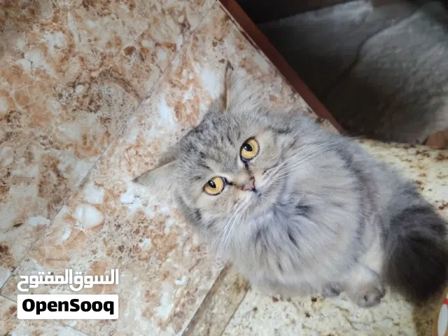 شانشيلا للبيع