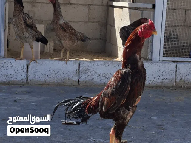 صوص باكستاني اشي نخب النخب صلاة النبي عليهم أهالي تركي