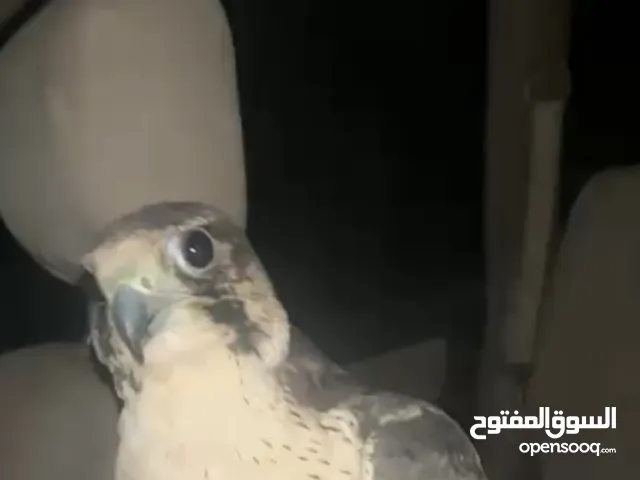 جير تبع طط