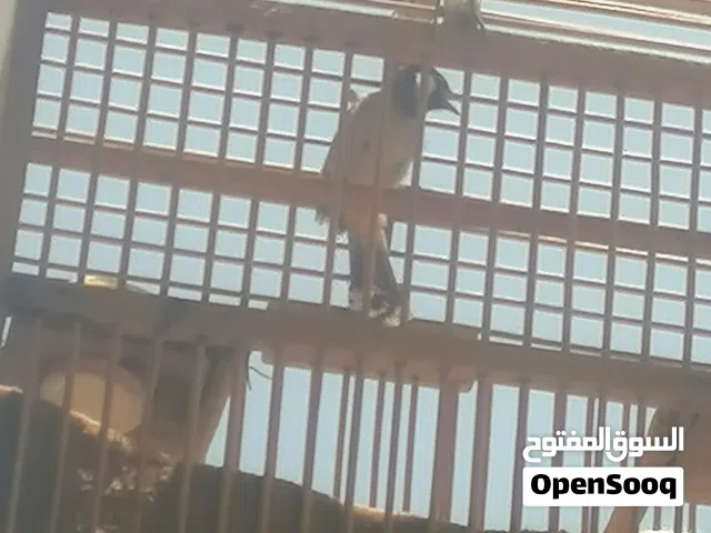 سلام عليكم اقره الوصف