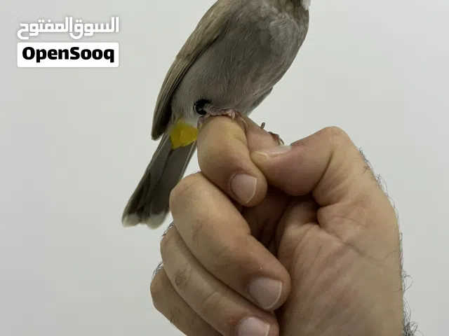 بلبل بيج مواليد 2025 محجل