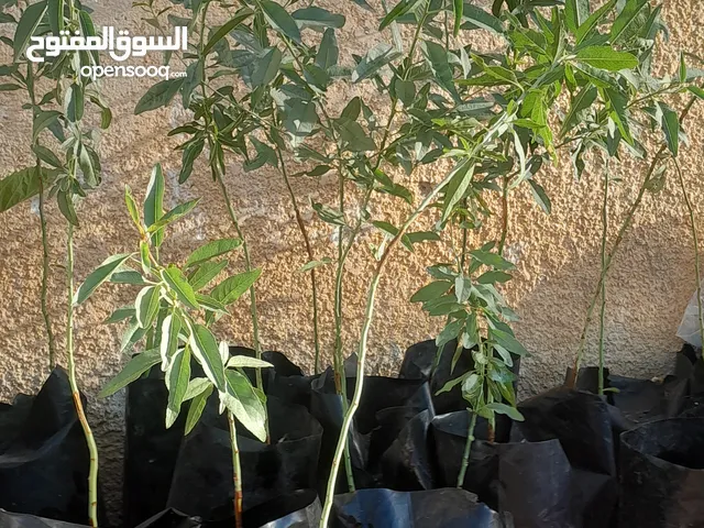 اشتال تفاح سكري دوالي عنب عجلوني فقط زعتر اشتال لوز