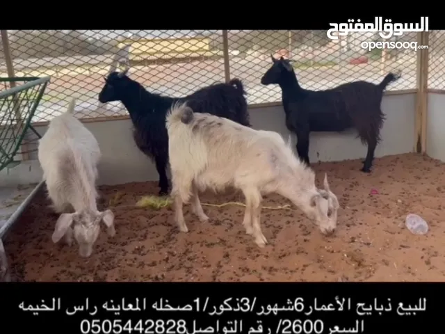 عنز للبيع تيوس