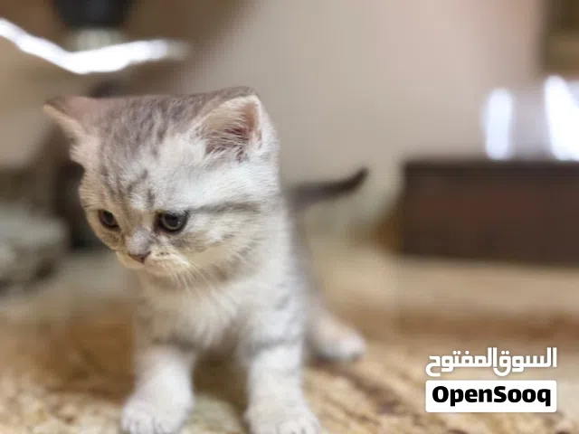 كتن سكوتش فولد عدد 3