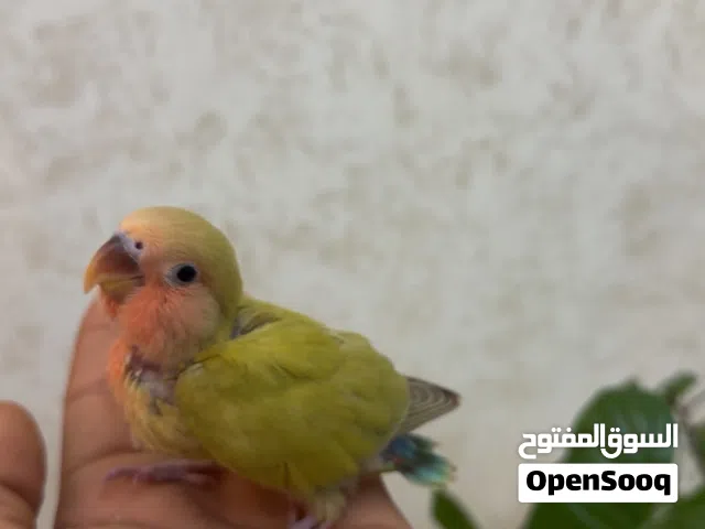 فرخ روز للبيع