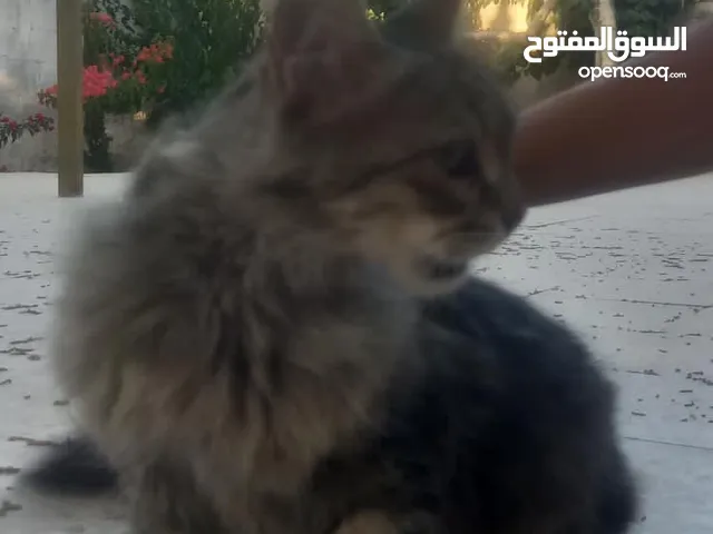 قط مكس / بلدي