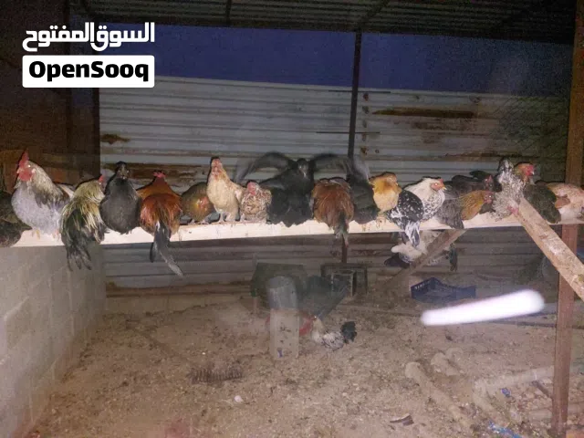 دجاج عربي للبيع