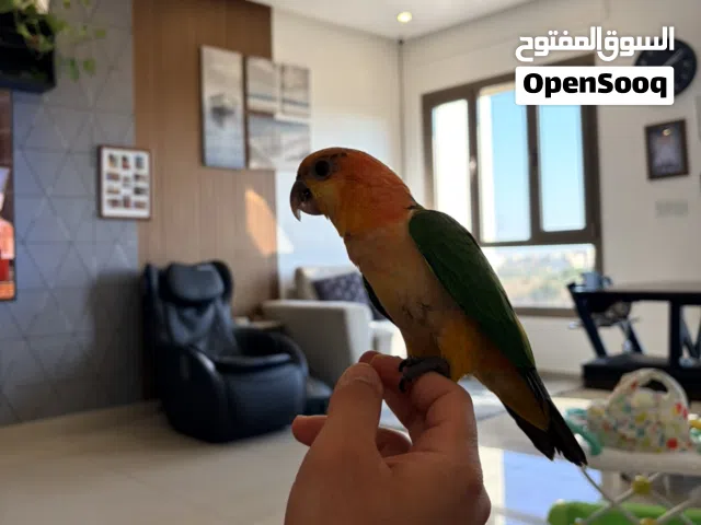 كايك وايت بيلي ربوه قويه 5 اشهر