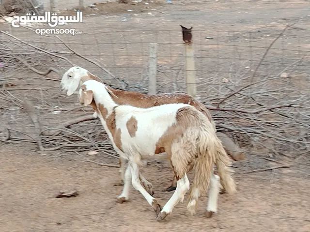 السلام عليكم العدد 7 نعجات خرطوميات علو  وغلضة ربي يبارك فيهم 5 اعشار بالجهاز وزوز مش واضحات حاليا و