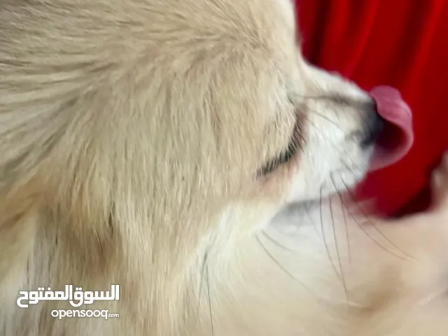 ذكر بومرنيان