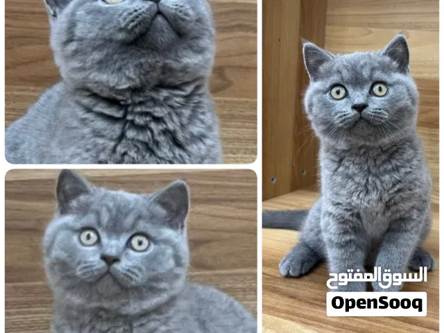 قط ذكر سكوتش ستريت عمر شهرين ونص