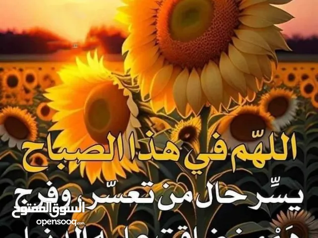 للبيع ارانب ودجاج فرخات عمرهن ثلاثه شهور ونص