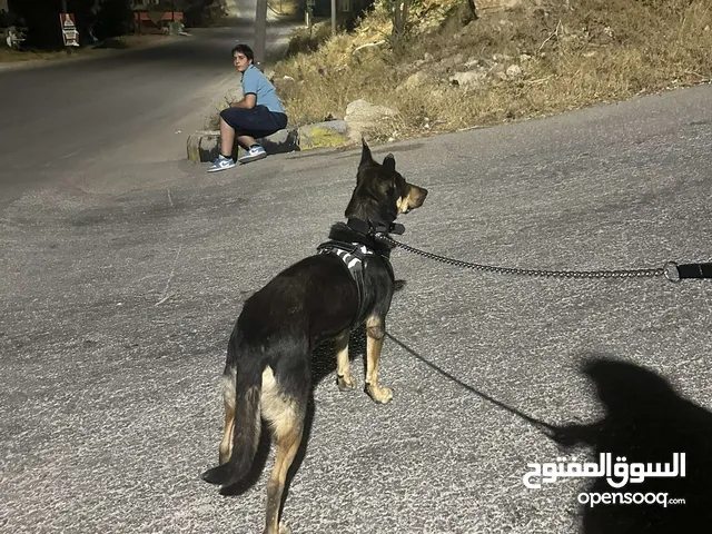 كلب جيرمن شبرد مكس