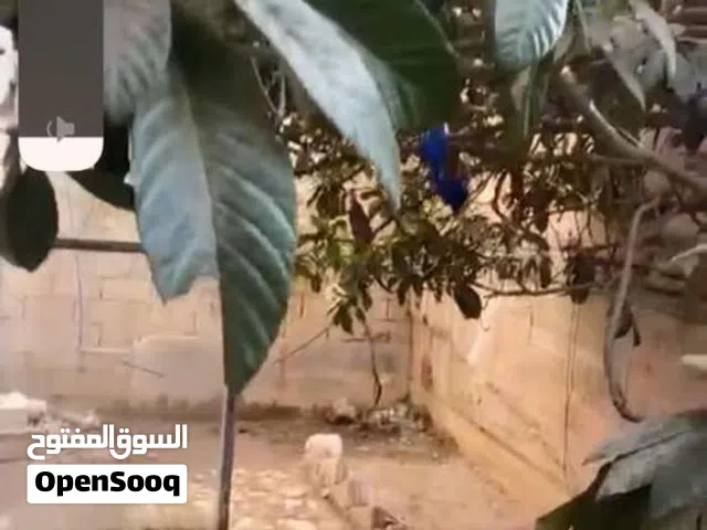 عمان -جبل النصر