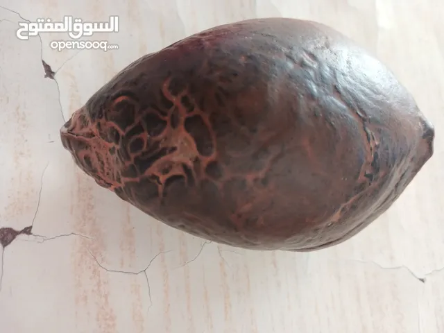 احجار متحجرات