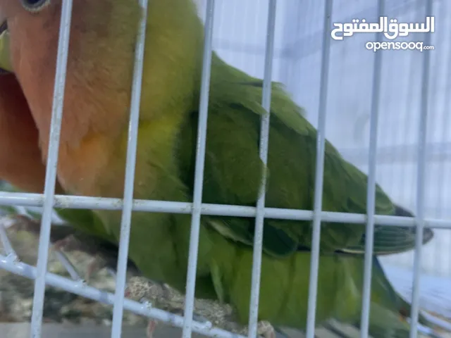 اناثي روز جاهزة للتزاوج