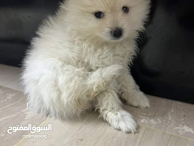 كلاب بو بورمينيا