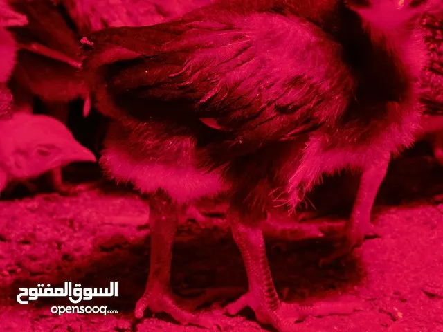 صيصان دجاج عماني للبيع 500 بيسه