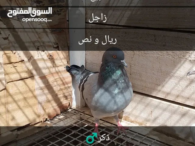حمام زاجل اصيل