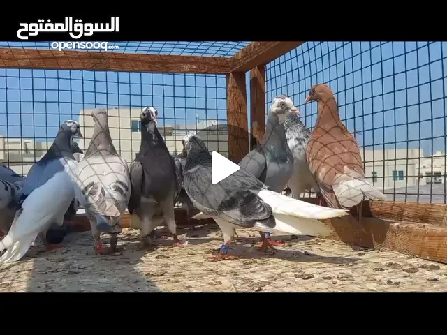 English Tippler Pigeons For Sale