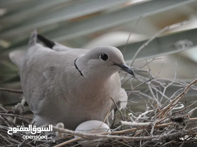 2 new born baby dove pigeon