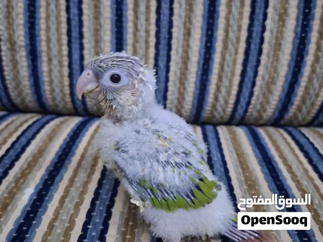 باينبل كنيور