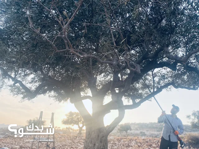 ارض مزروعة زيتون مع اطلالة مميزة في رمون ثلث ساعة من رام الله من المالك مباشرة