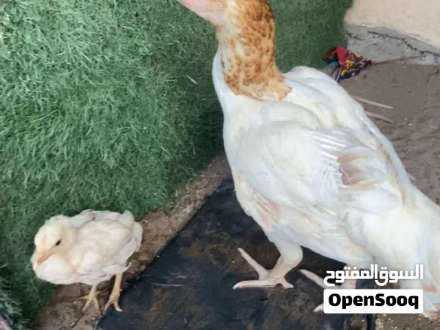 دياية سندية بيور نسل عالمي للبيع تبارك الله* اقرا الوصف* مهم جدا