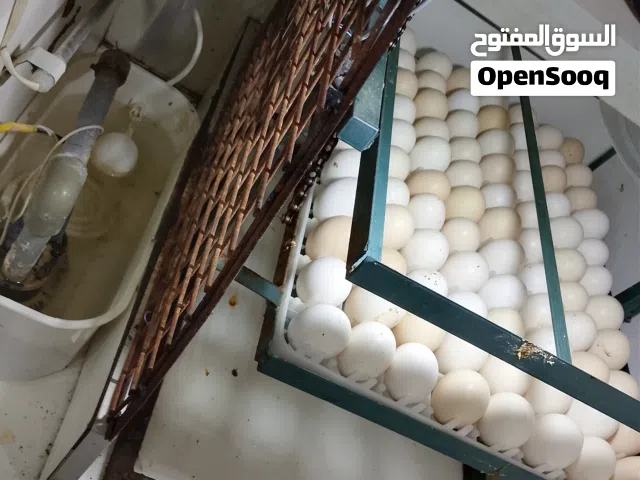 بيع بيض بلدي مخصب نسبه عاليه