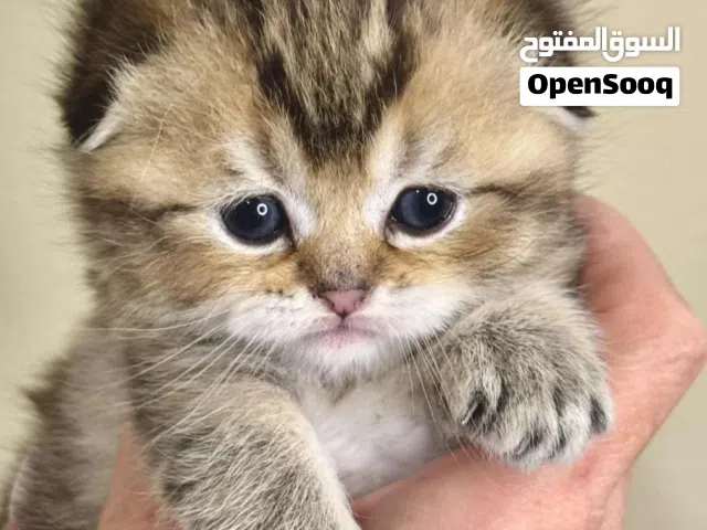 مطلوب كيتن سكوتش فولد للتبني من شهر الى 3 شهور