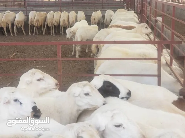 كباش اضحيه مروعي