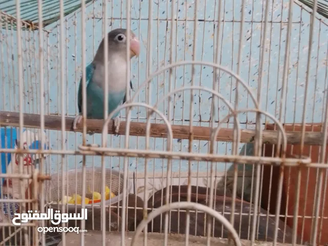 ببغاء غندور الآفة وكلام