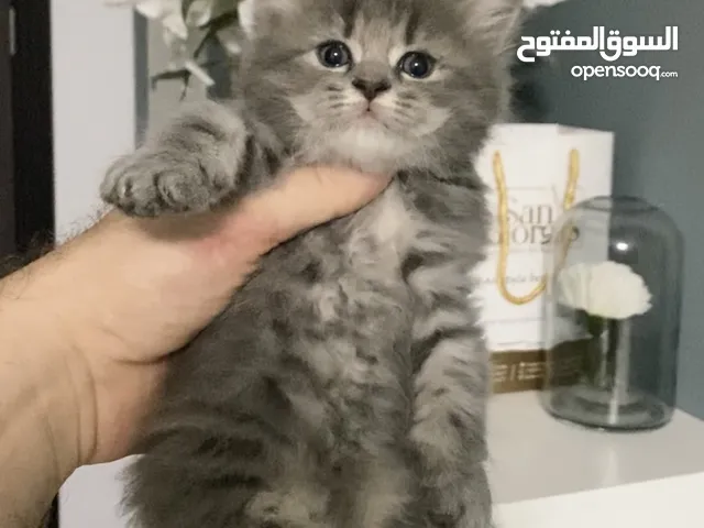 Kitten 50 days