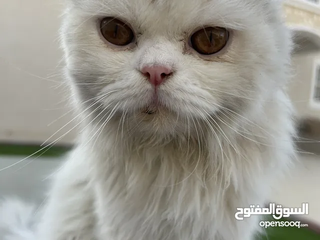 قطه للتبني عاجل