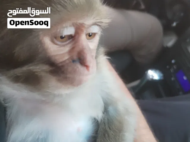 قرده اليفه طينه لعوبه تعرف اسمه العمر 3 شهور بغداد الدوره حي دجله