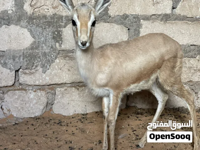 جدي غزال مروض