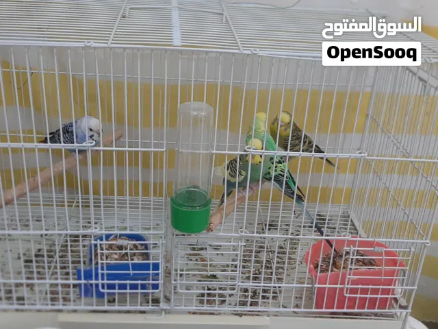 طيور بادجي مع القفص