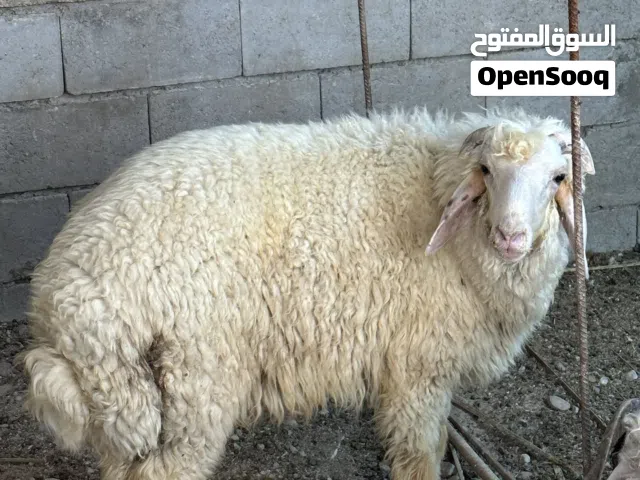 السلام عليكم ضحيه للبيع