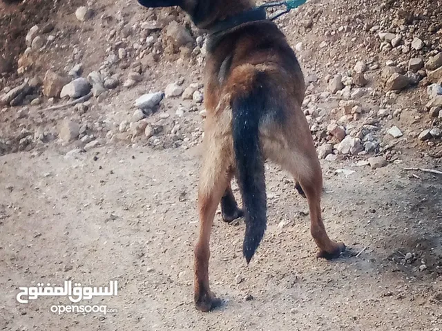 كلب بلجم دم حامي ماشاء الله للبيع