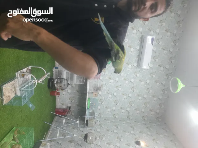 درة لعامل يقول. يتكلم ويطلع اصوات ملاحظه جميع طيور انثى